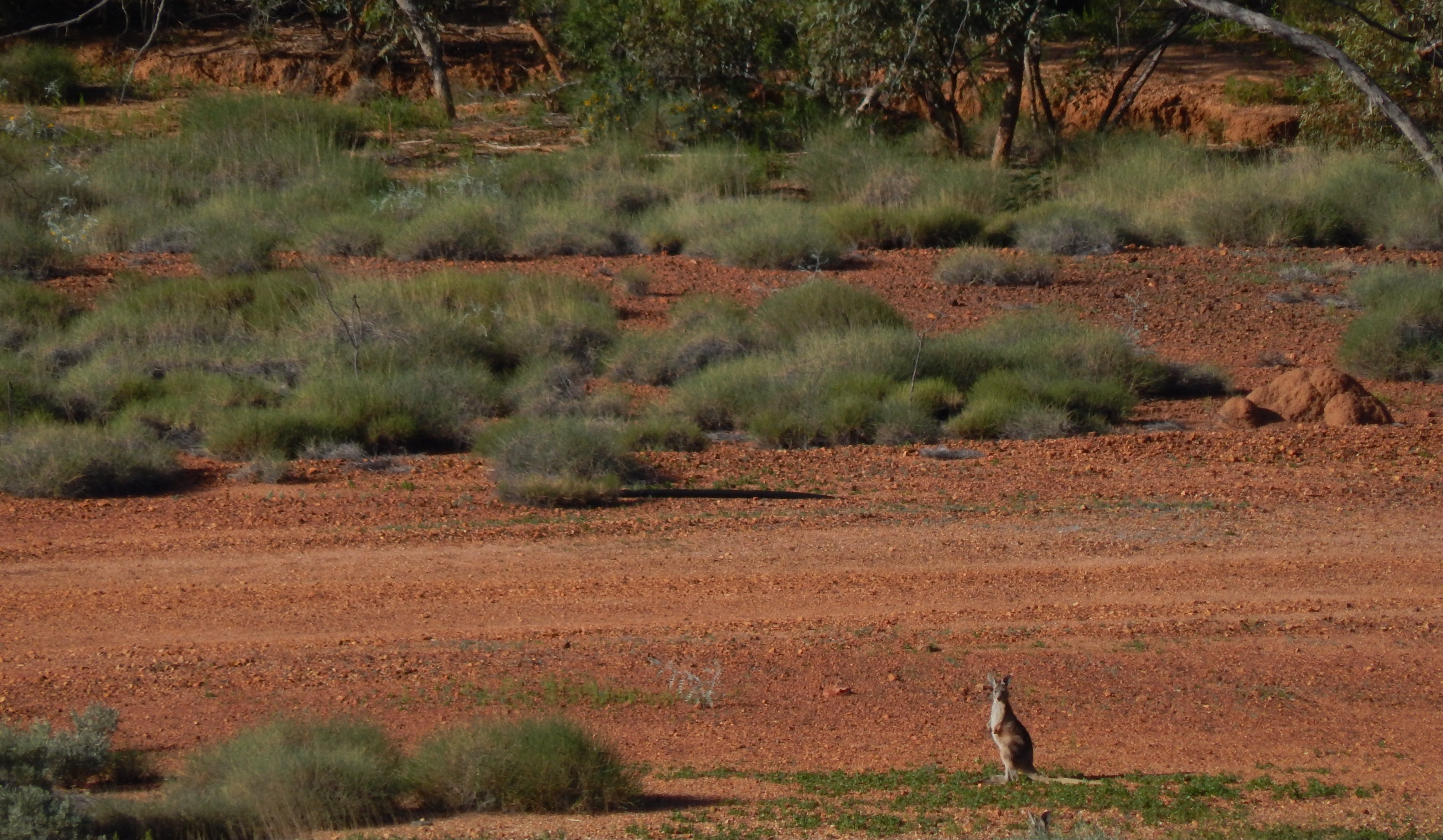 Desert landscape with a kangaroo standing on red dirt